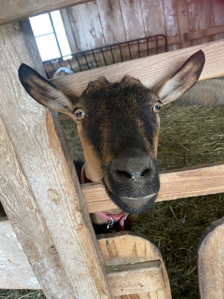 a goat pokes its head through the slats of a wooden gate