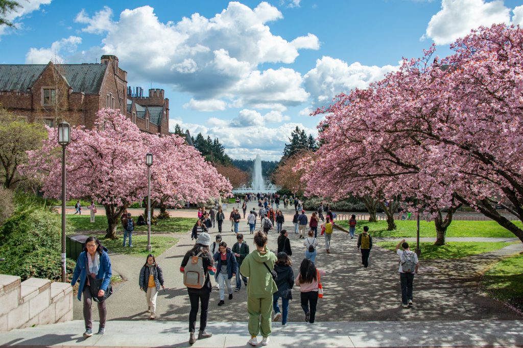 students and faculty on the University of Washington campus walking among blossoming cherry trees with a large fountain in the background
